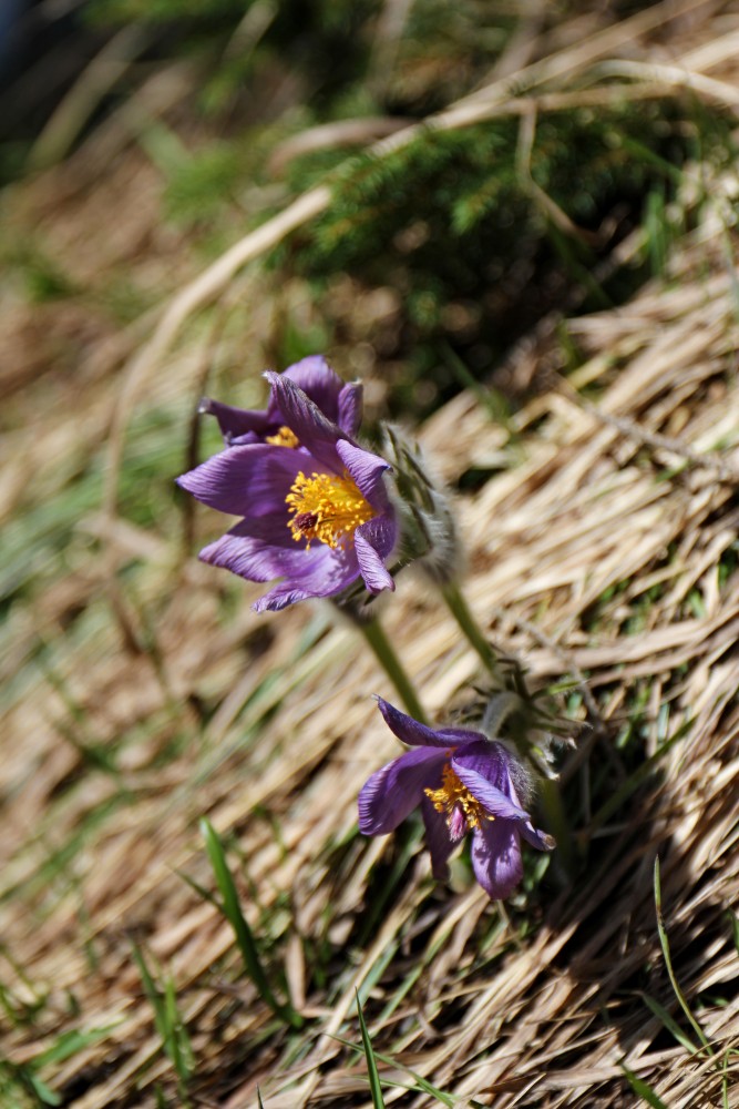 Nízke_Tatry_-_Krakova_hoľa_30.4_(38).jpg