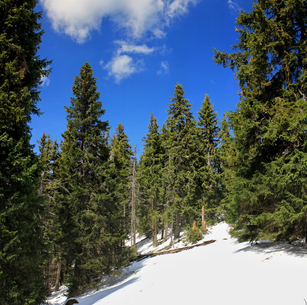 Nízke_Tatry_-_Krakova_hoľa_30.4_(82)_panorama.jpg