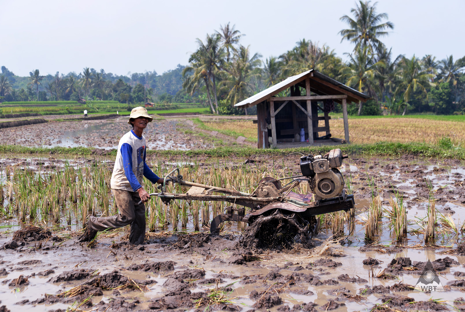 ryzove_polia_vietnam