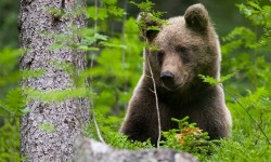 medved-hnedy-brown-bear-ursus-arctos-63