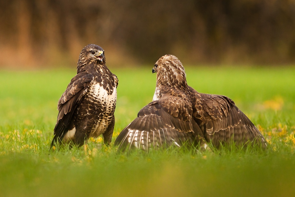 mysiak-lesny-common-buzzard-buteo-buteo-328