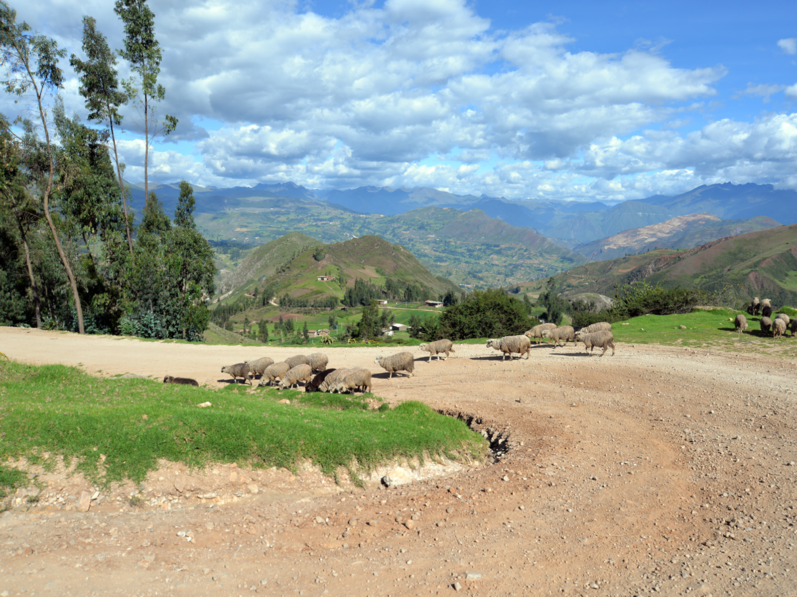 peru_sheep_wbt