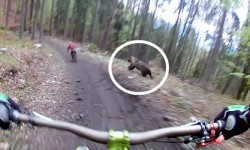 Medved_5910c05e8e3e6