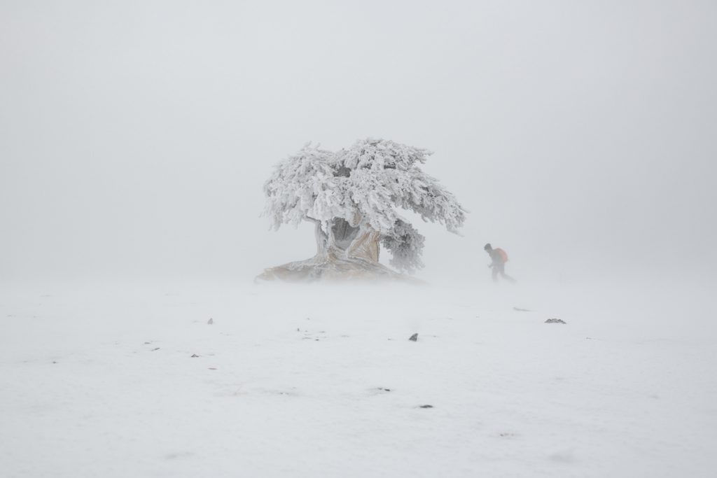 treeline-vimff-2019-4-1024x683