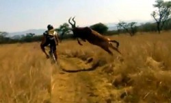 mountain-biker-gets-taken-out-by-antelope.jpg